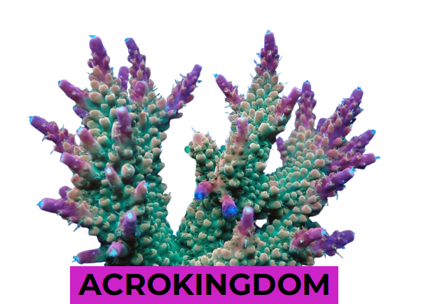 ACROKINGDOM