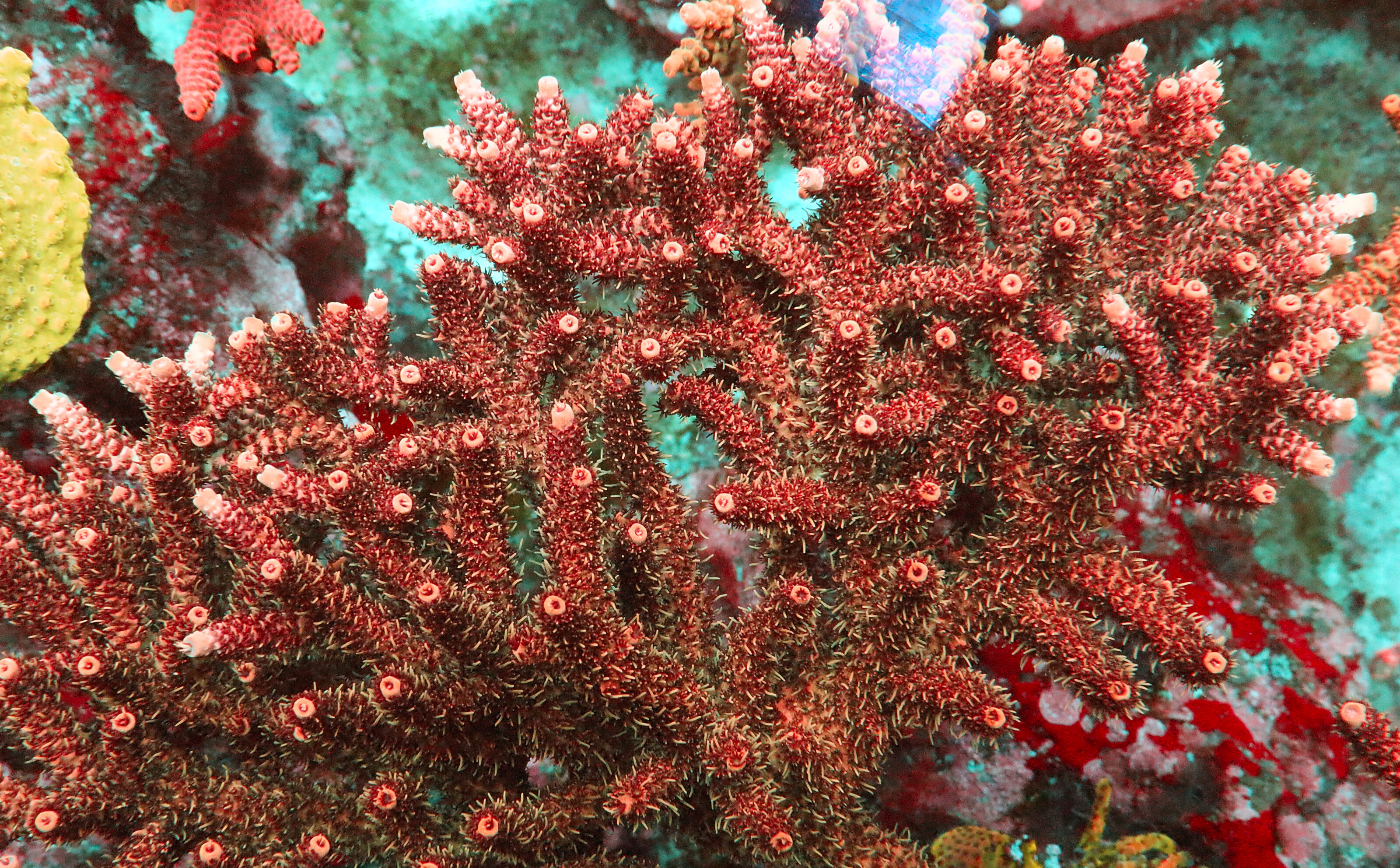 Acropora Hyacinthus- AK Red Garnet