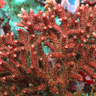 Acropora Hyacinthus- AK Red Garnet