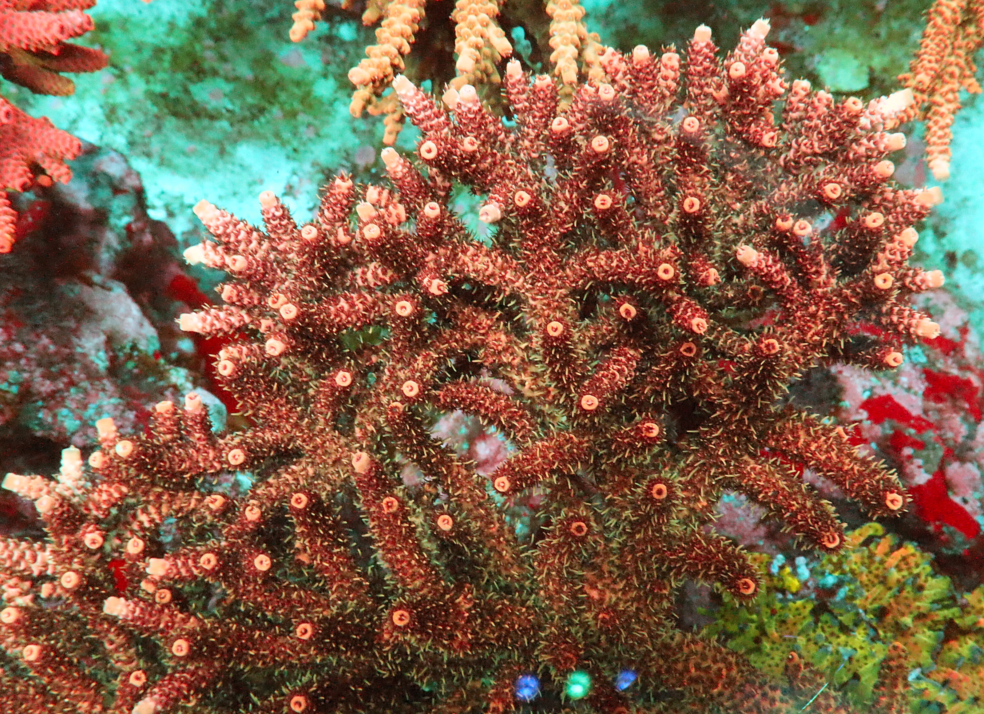 Acropora Hyacinthus- AK Red Garnet