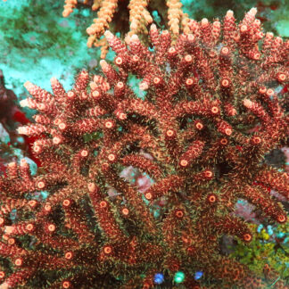 Acropora Hyacinthus- AK Red Garnet