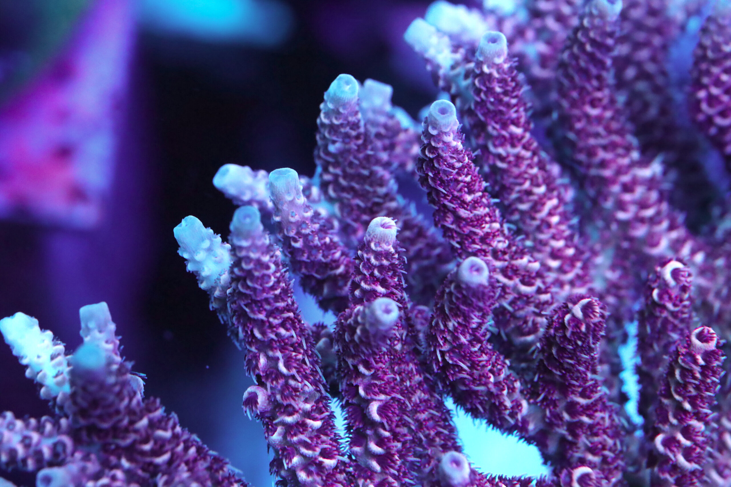 Close-up macro photography of AK Red Garnet Acropora Hyacinthus coral featuring vibrant deep purple and magenta polyps with light blue growth tips in a reef aquarium.