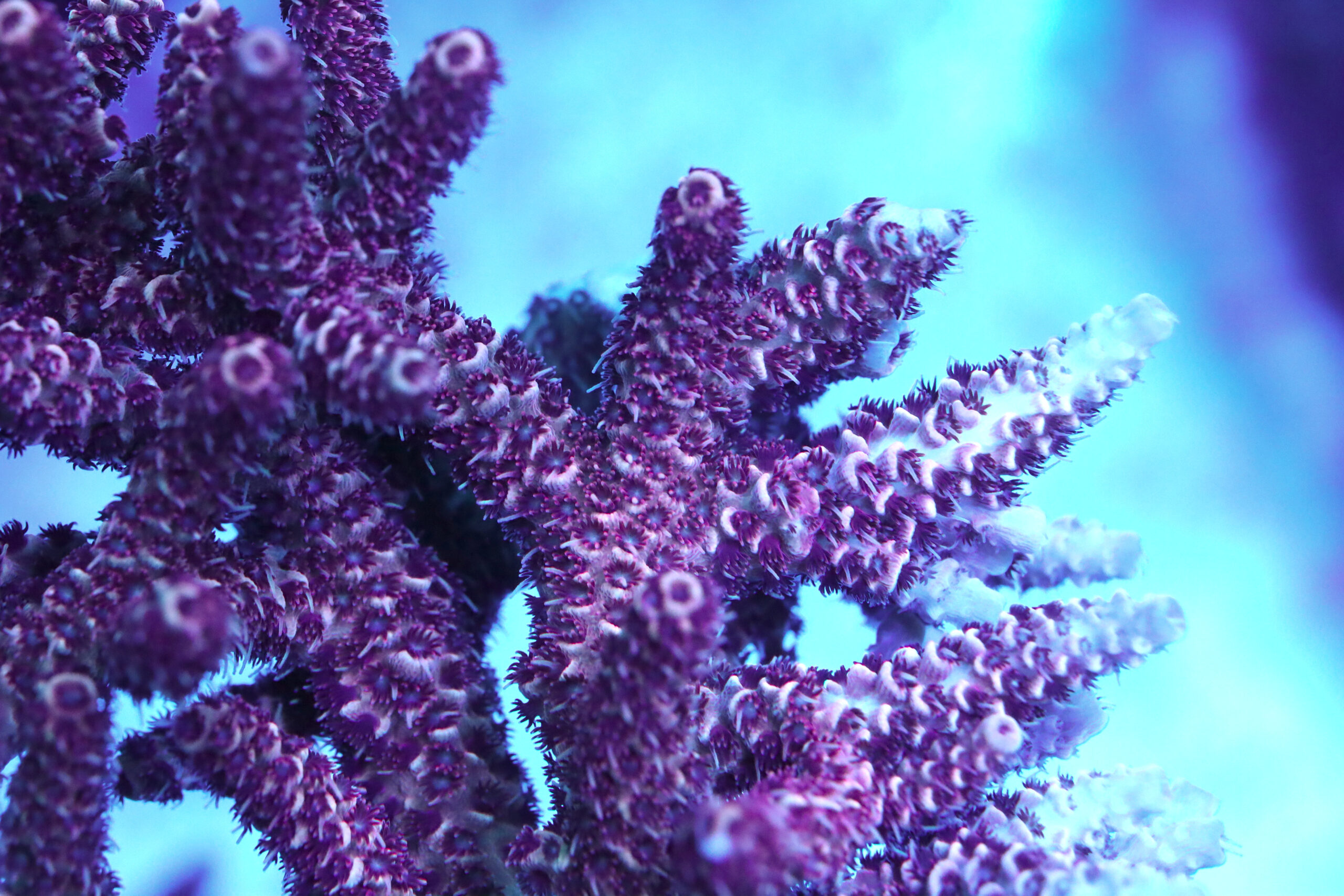 CTO Acropora Hyacinthus- AK Red Garnet - Image 2