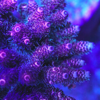 Macro photography of AK Vivid Pink Milli Acropora millepora coral showing dense, shaggy pink-green polyps and bright growth tips under blue reef aquarium lighting.