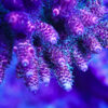 Macro photography of AK Vivid Pink Milli Acropora millepora coral showing dense, shaggy pink-green polyps and bright growth tips under blue reef aquarium lighting.