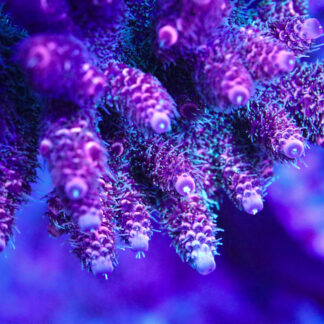 Macro photography of AK Vivid Pink Milli Acropora millepora coral showing dense, shaggy pink-green polyps and bright growth tips under blue reef aquarium lighting.