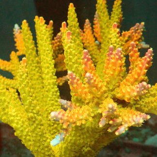 "Acropora sp- AK Rainbow Morning Glory- featuring a vibrant green base and branches that transition into brilliant yellow and pink hues towards the tips."