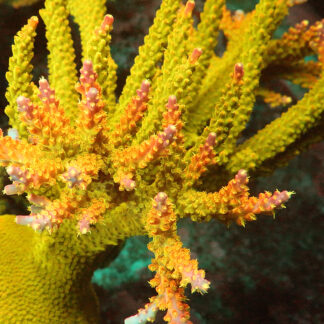 "Acropora sp- AK Rainbow Morning Glory- featuring a vibrant green base and branches that transition into brilliant yellow and pink hues towards the tips."
