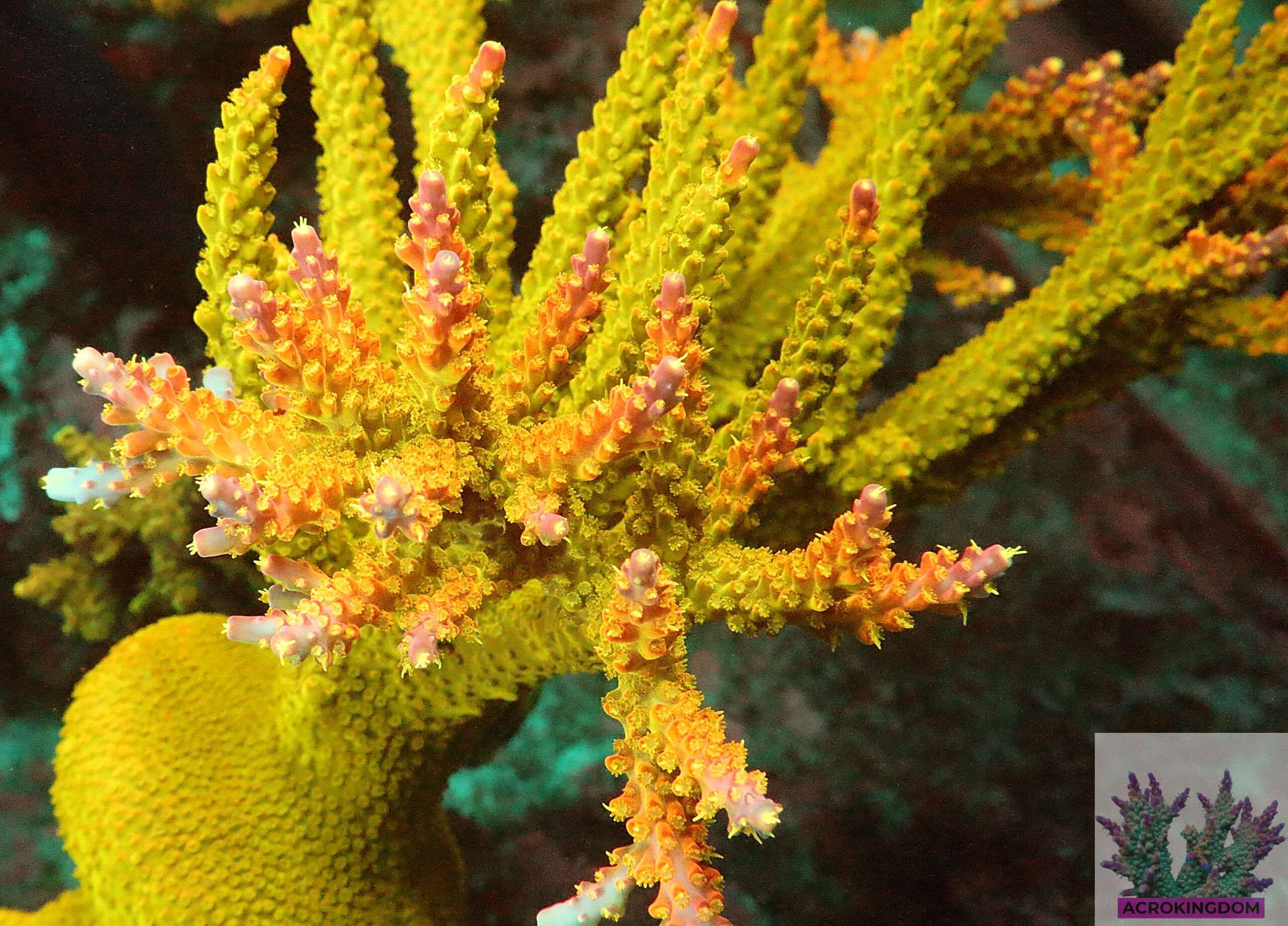 "Acropora sp- AK Rainbow Morning Glory- featuring a vibrant green base and branches that transition into brilliant yellow and pink hues towards the tips."