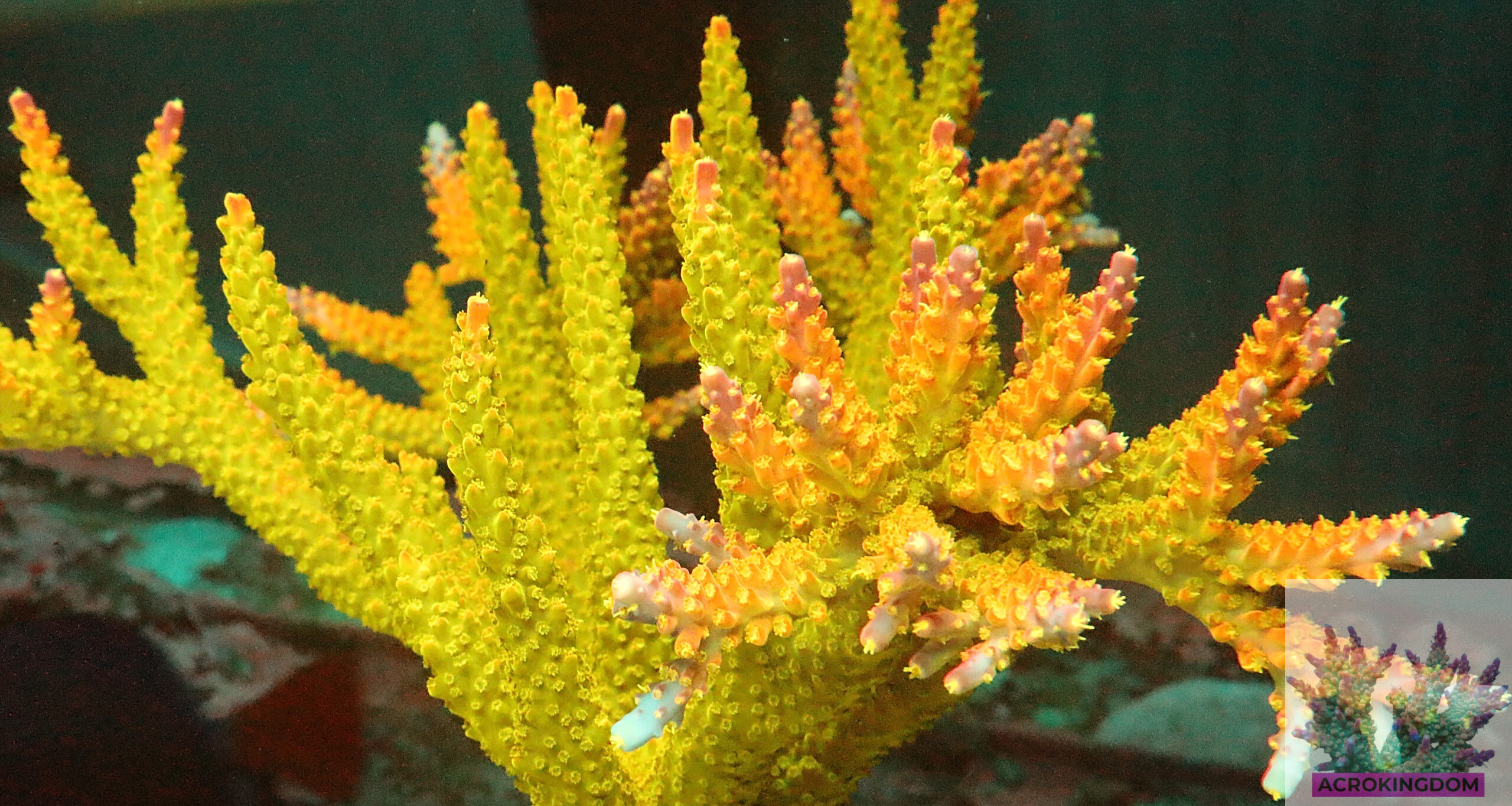 "Acropora sp- AK Rainbow Morning Glory- featuring a vibrant green base and branches that transition into brilliant yellow and pink hues towards the tips."