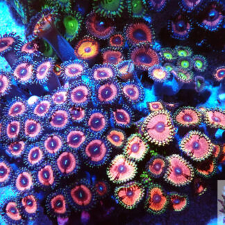 ZOA Gardens- WYSIWYG