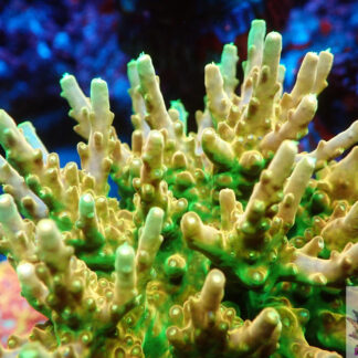 Acropora Rosaria AK Golden Jawdropper