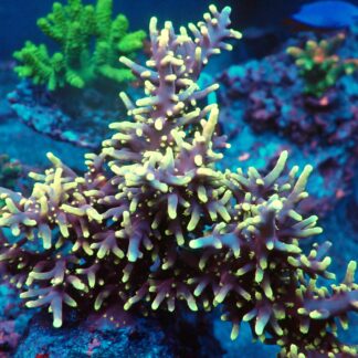 Acropora Subglabra- AK Yellow Polyps Red Dragon