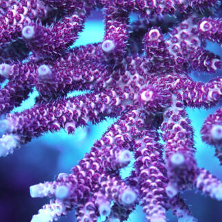 Close-up macro photography of AK Red Garnet Acropora Hyacinthus coral featuring vibrant deep purple and magenta polyps with light blue growth tips in a reef aquarium.