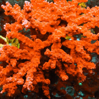 Anacropora forbesi- AK Red Anacropora