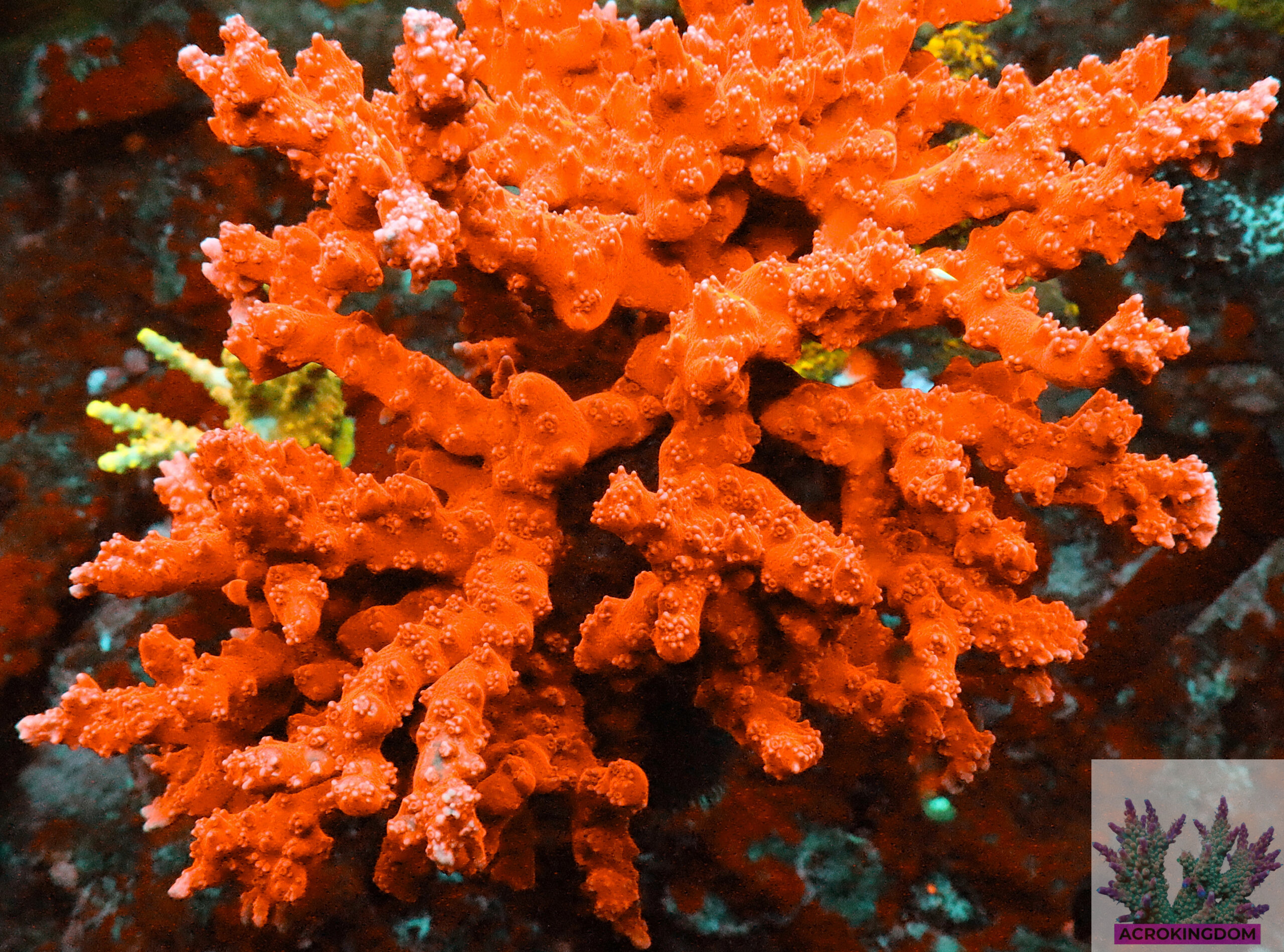 Anacropora forbesi- AK Red Anacropora