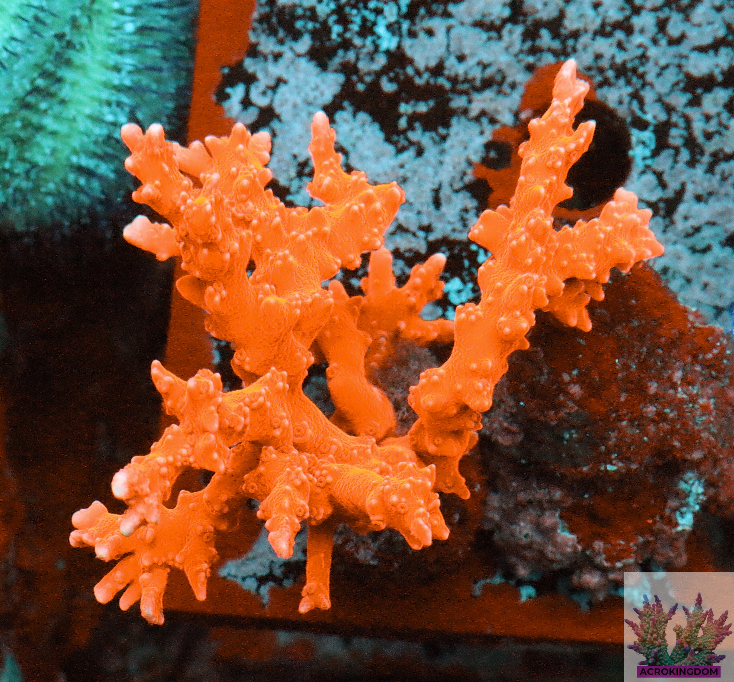 Anacropora forbesi- AK Red Anacropora Frag#1 WYSIWYG