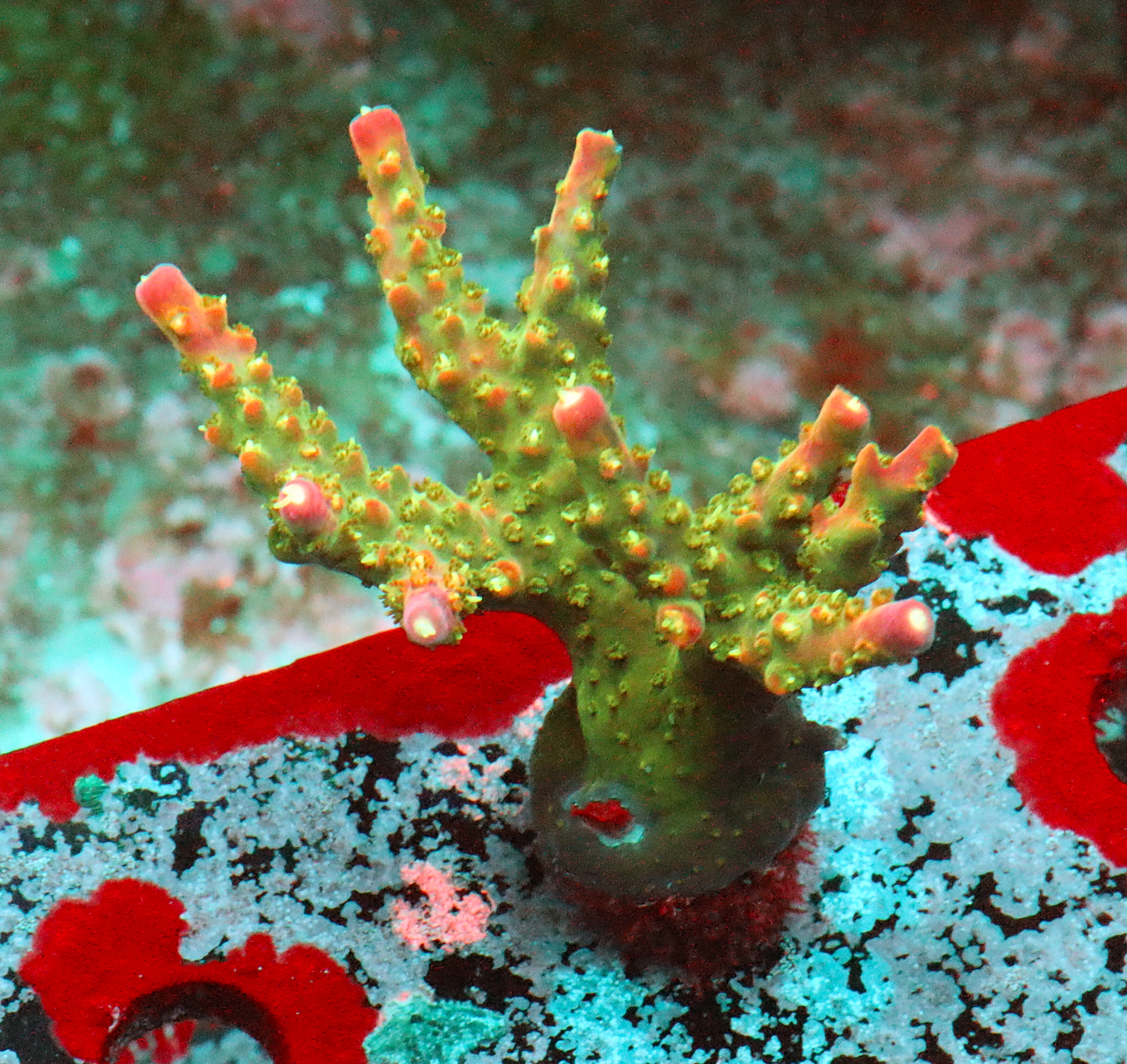 Acropora Natalensis- AK Lilac Queen Frag#1 WYSIWYG