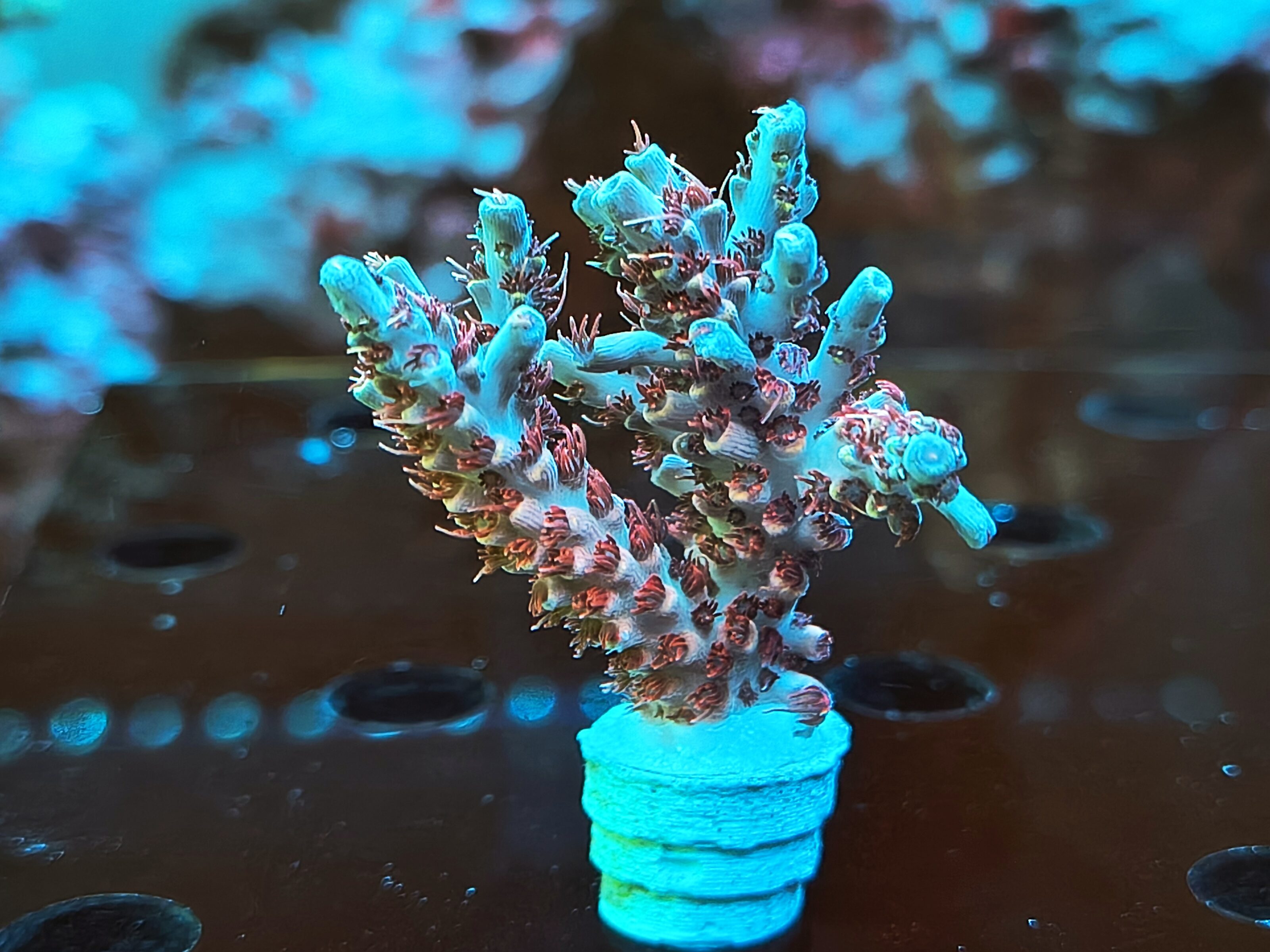 Acropora Hyacinthus- AK Red Draco
