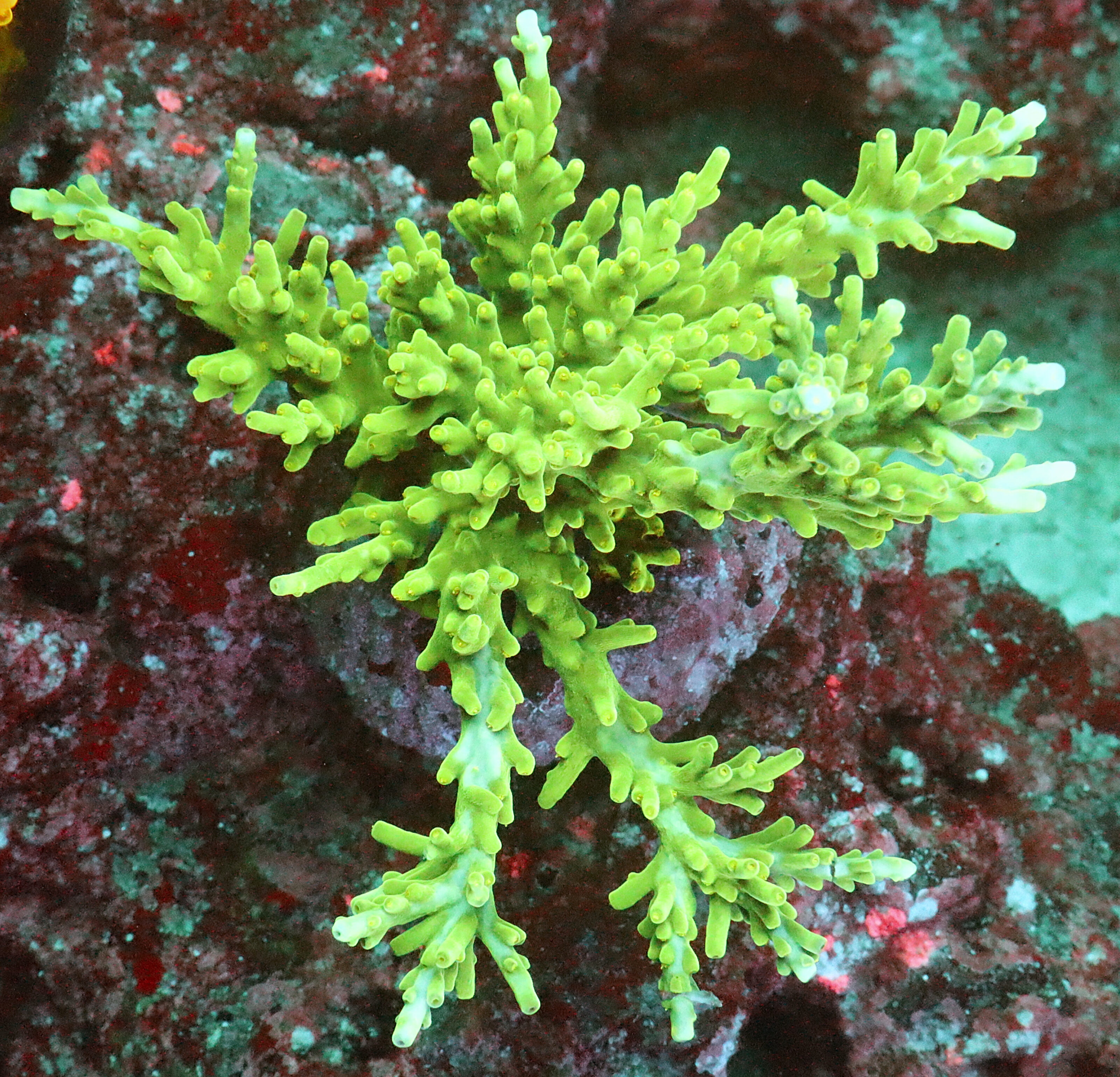 "Acropora Turaki- AK Green Forest- featuring flat, sometimes intertwined bottlebrush branches. Showcase elegance in your reef with this unique Acropora."