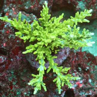 "Acropora Turaki- AK Green Forest- featuring flat, sometimes intertwined bottlebrush branches. Showcase elegance in your reef with this unique Acropora."