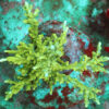 "Acropora Turaki- AK Green Forest- featuring flat, sometimes intertwined bottlebrush branches. Showcase elegance in your reef with this unique Acropora."