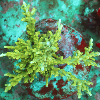 "Acropora Turaki- AK Green Forest- featuring flat, sometimes intertwined bottlebrush branches. Showcase elegance in your reef with this unique Acropora."
