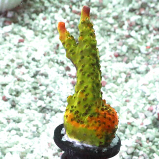The AK Bubblebath Unicorn acropora has a bright red base, ruby red corallites, and bright red and pink tips with green and white polyps.