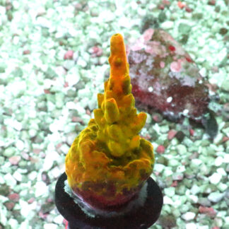 Acropora Rosaria – AK Golden Jawdropper Frag #1 WYSIWYG
