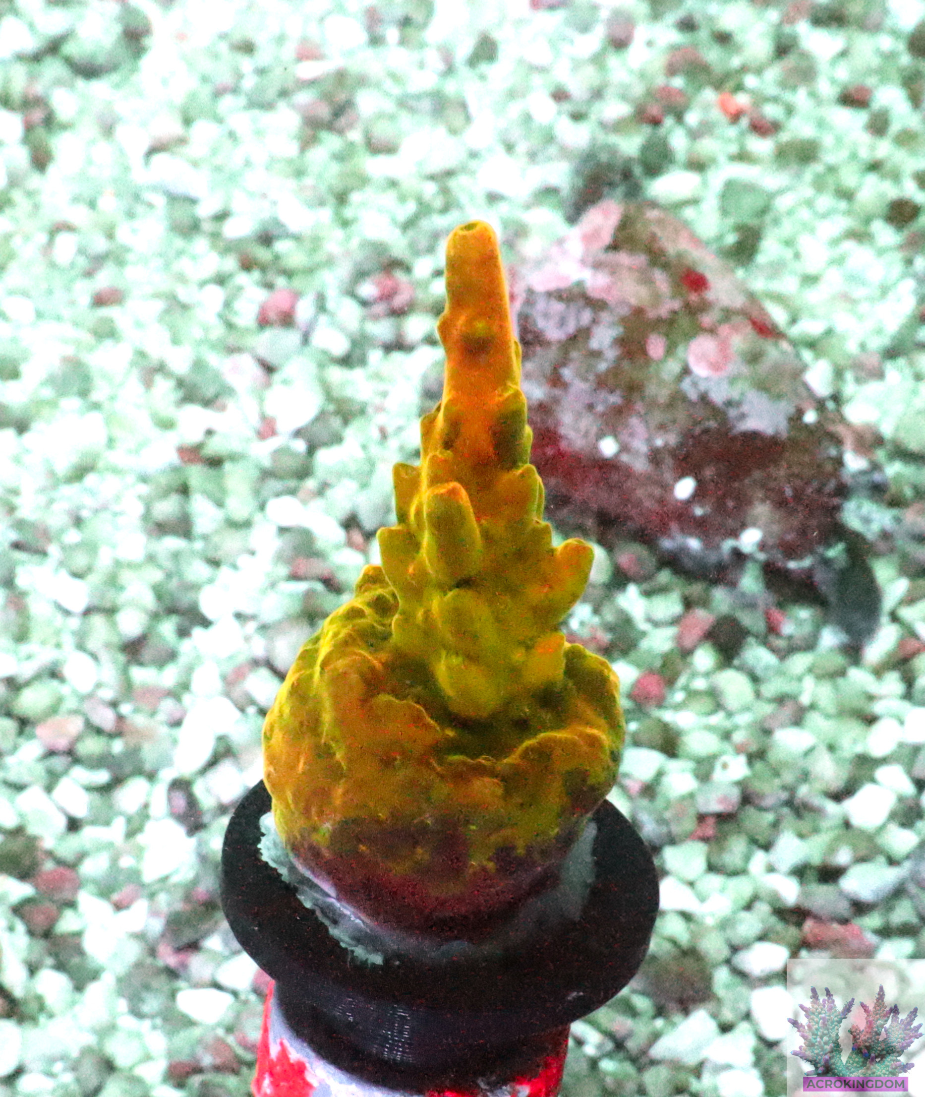 Acropora Rosaria – AK Golden Jawdropper Frag #1 WYSIWYG