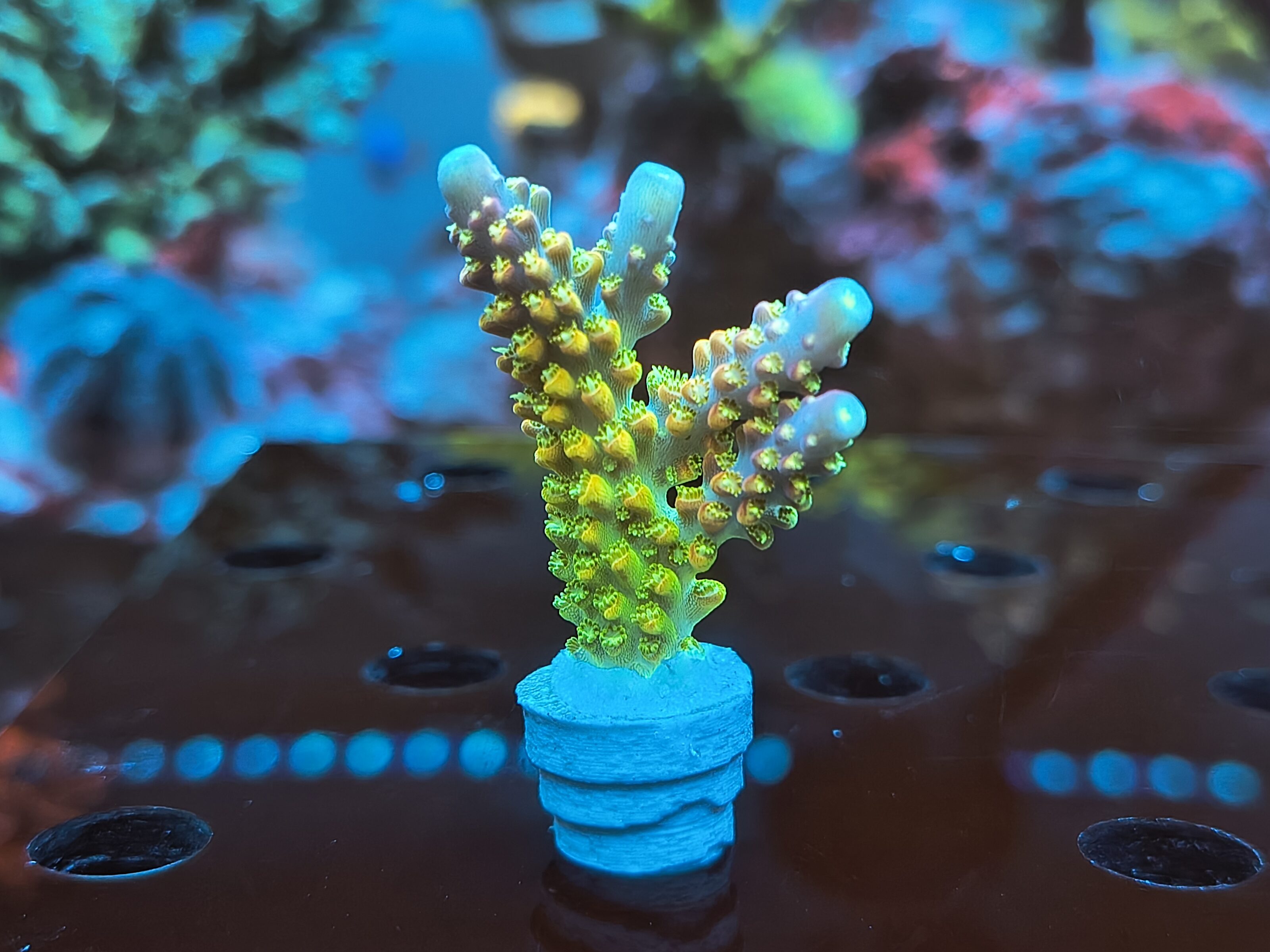 Acropora sp.- AK Rainbow Morning Glory