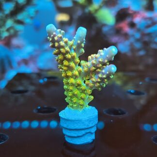 Acropora sp.- AK Rainbow Morning Glory