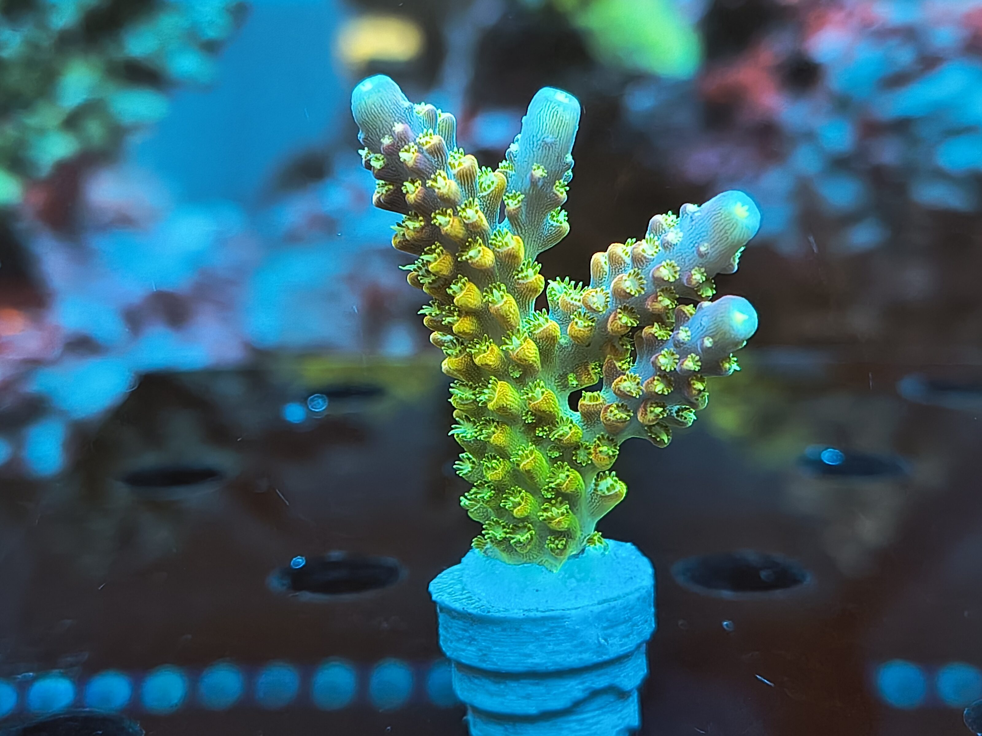 Acropora sp.- AK Rainbow Morning Glory