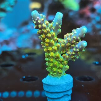 Acropora sp.- AK Rainbow Morning Glory