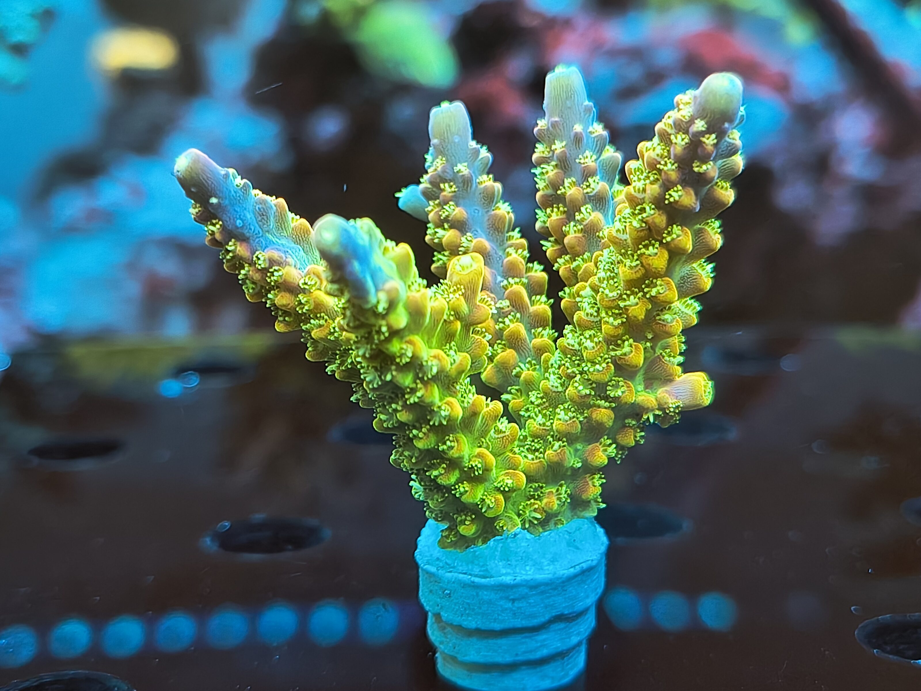 Acropora sp.- AK Rainbow Morning Glory