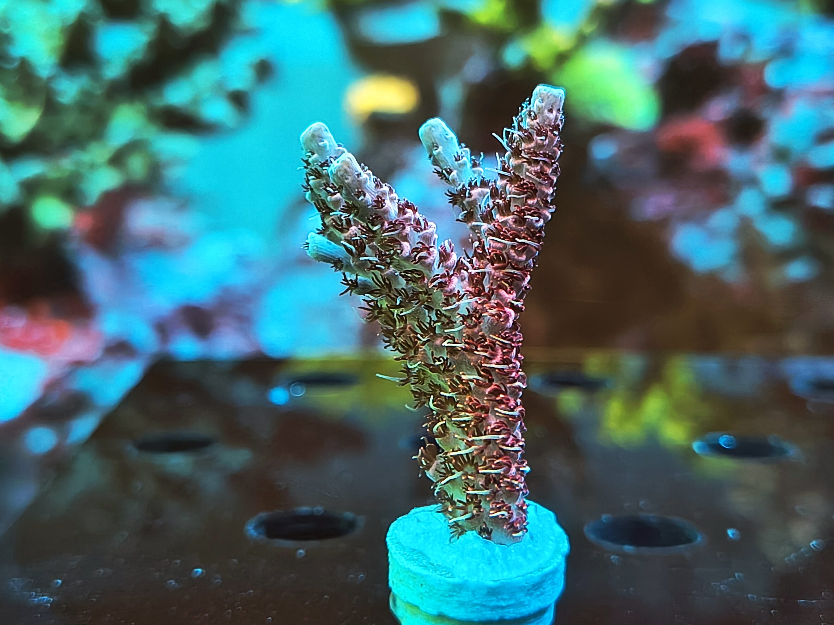 Acropora Hyacinthus- AK Red Garnet