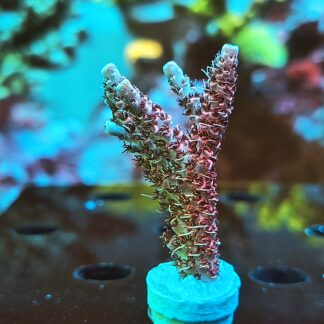Acropora Hyacinthus- AK Red Garnet