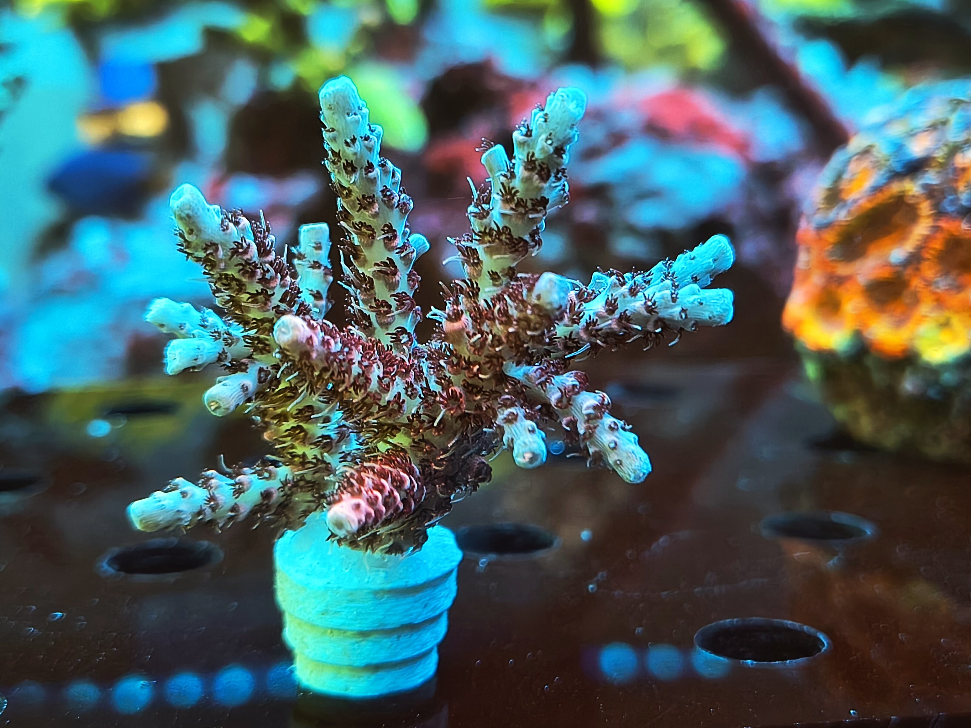 Acropora Hyacinthus- AK Red Garnet