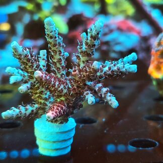 Acropora Hyacinthus- AK Red Garnet