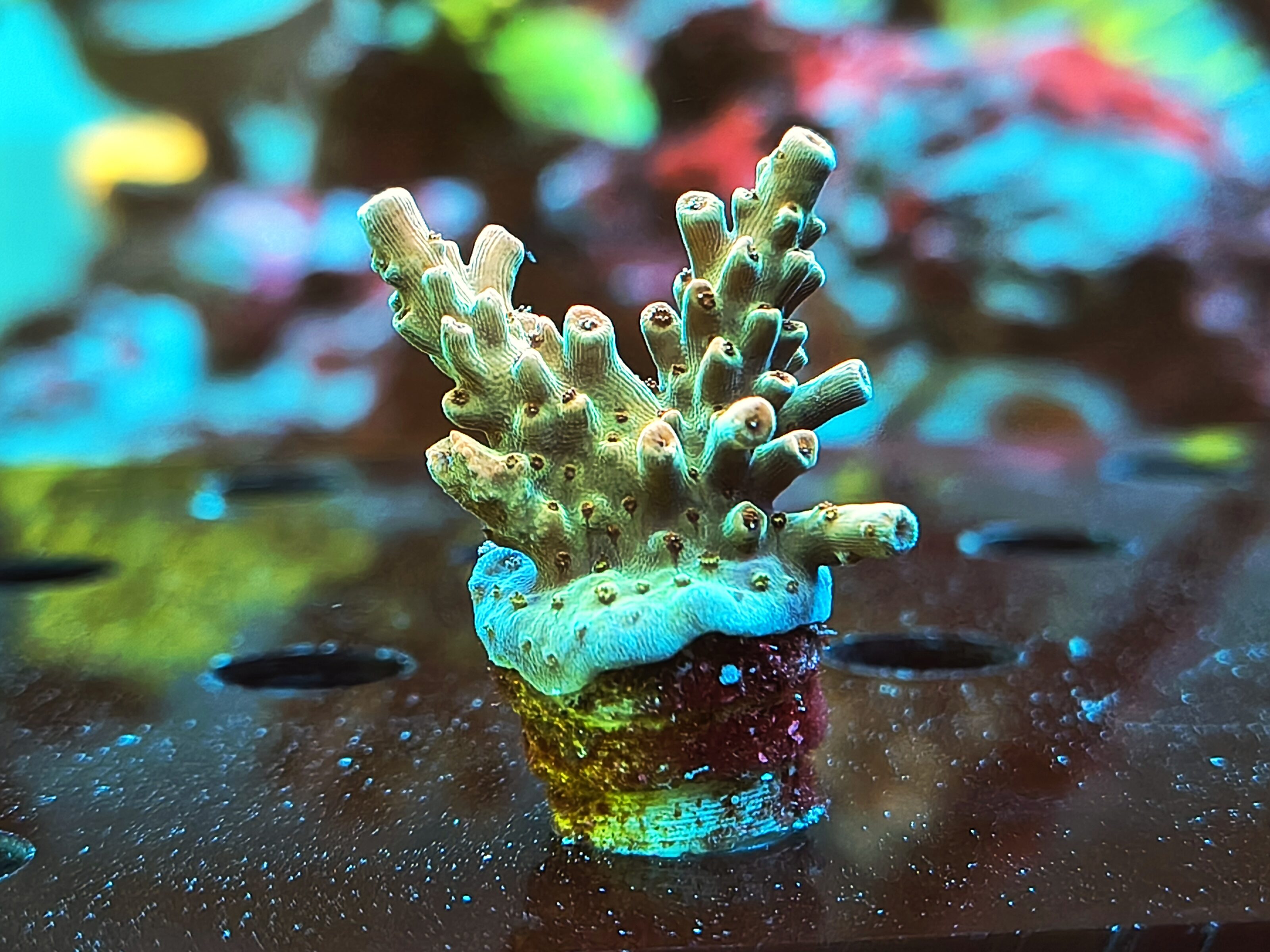 Acropora Nasuta- AK Peach Devil
