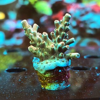 Acropora Nasuta- AK Peach Devil