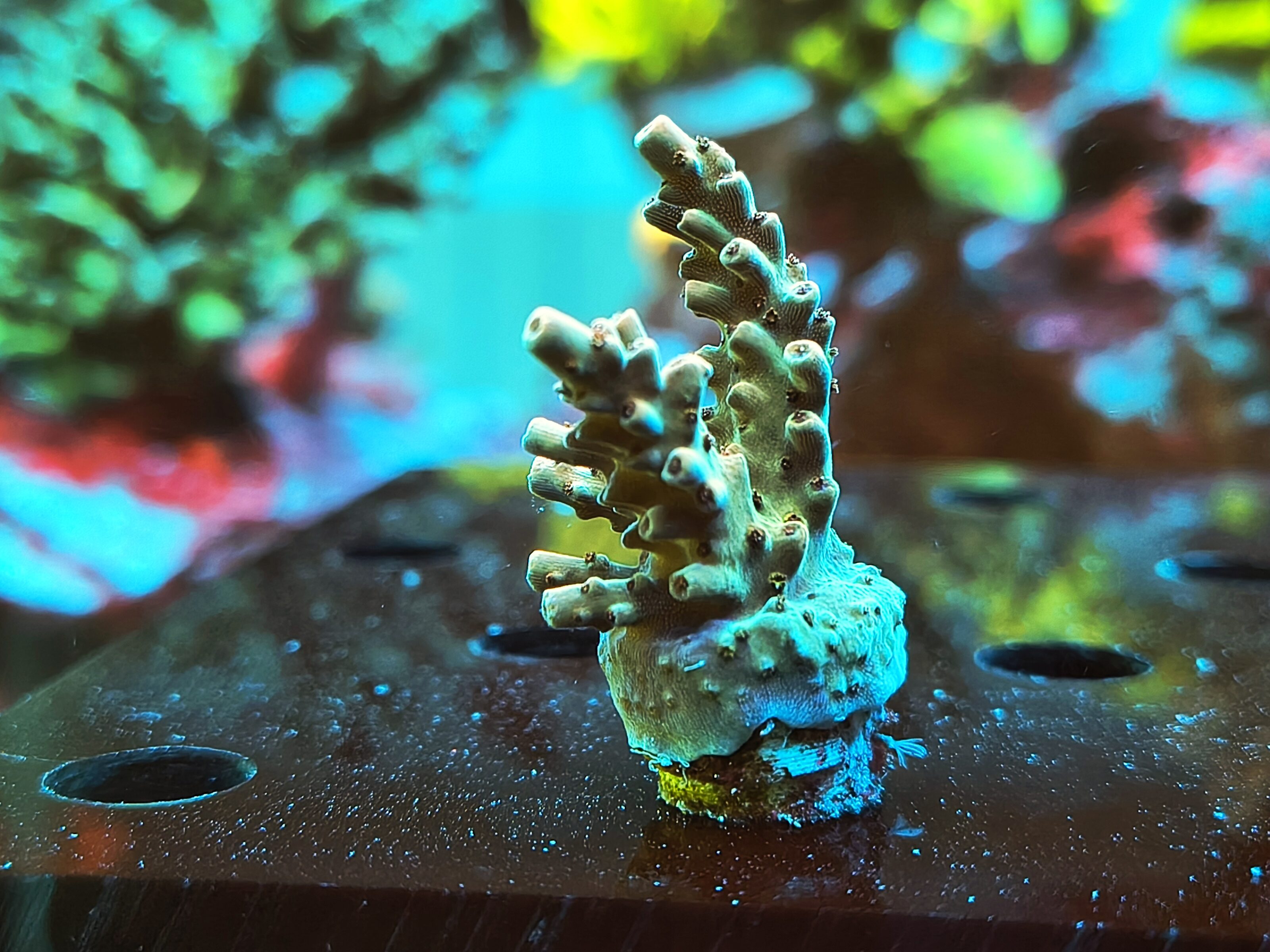 Acropora Nasuta- AK Peach Devil
