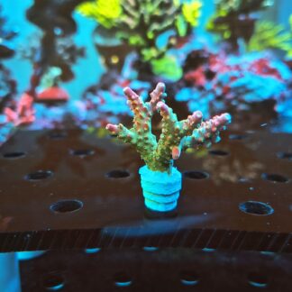 Acropora Natalensis- AK Lilac Queen