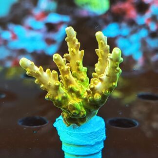 Acropora Rosaria – AK Golden Jawdropper