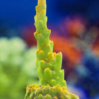 A vertical macro shot of the AK Golden Jawdropper Acropora rosaria coral frag, showcasing brilliant neon yellow-gold coloration and healthy encrusting base on a frag plug.
