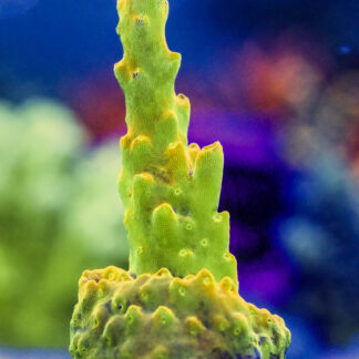 A vertical macro shot of the AK Golden Jawdropper Acropora rosaria coral frag, showcasing brilliant neon yellow-gold coloration and healthy encrusting base on a frag plug.