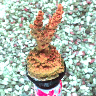 Acropora Hyacinthus- AK Red Draco Frag#1 WYSIWYG