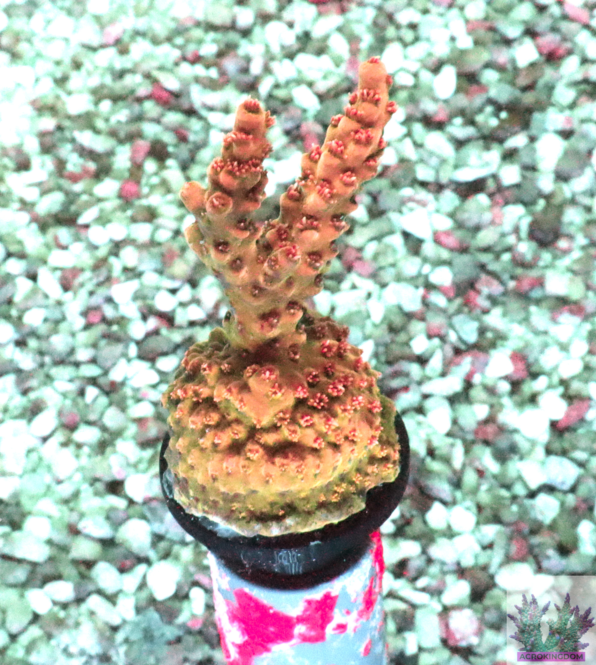 Acropora Hyacinthus- AK Red Draco Frag#1 WYSIWYG