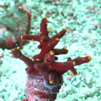 "Acropora Subglabra- AK Yellow Polyps Red Dragon-it features a deep red base and branches, accented by brilliant yellow tips and polyps."