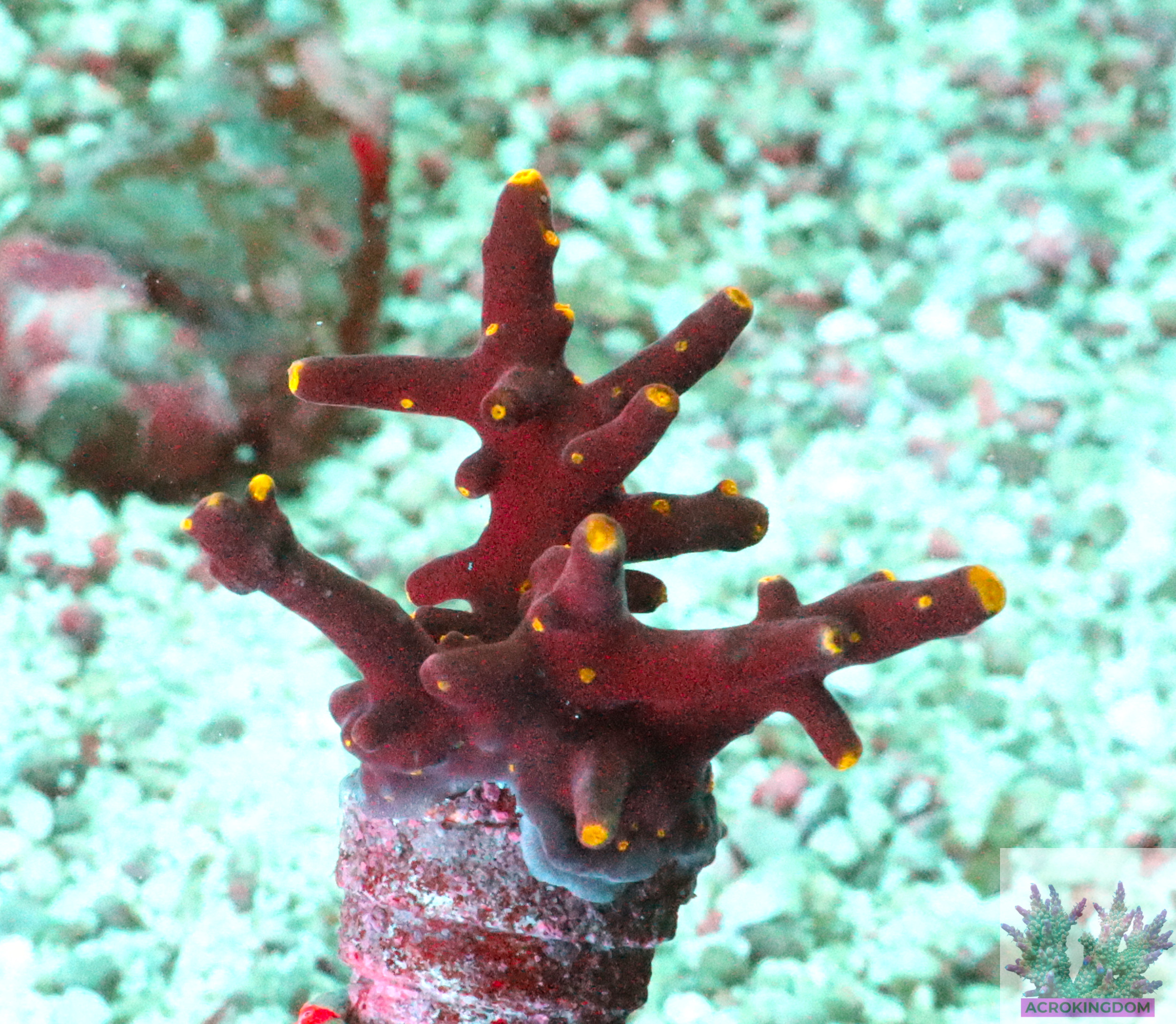 "Acropora Subglabra- AK Yellow Polyps Red Dragon-it features a deep red base and branches, accented by brilliant yellow tips and polyps."